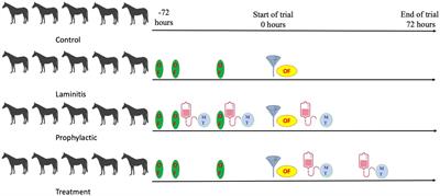 Methylated tirilazad may mitigate oligofructose-induced laminitis in horses